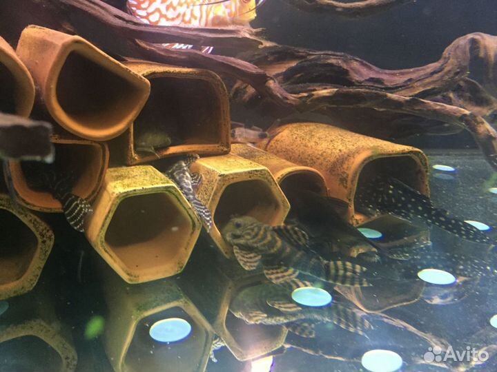 Номерные L-сомы