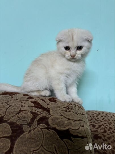 Шотландские вислоухие котята