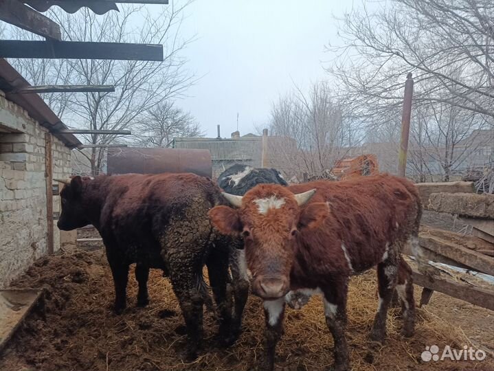 Быки на мясо