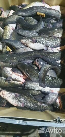 Рыба оптом и в розницу