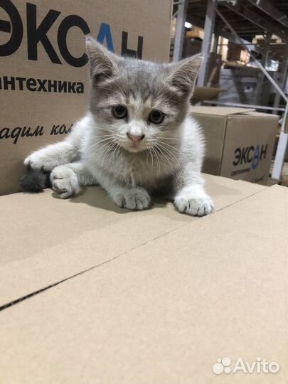 Отдам котенка в добрые руки