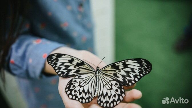 Купон на посещение парка живых тропических бабочек