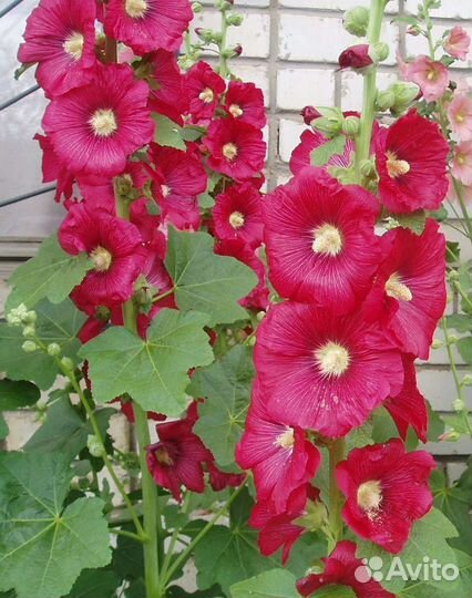 Роза плетистая