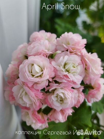 Пеларгония сортовая