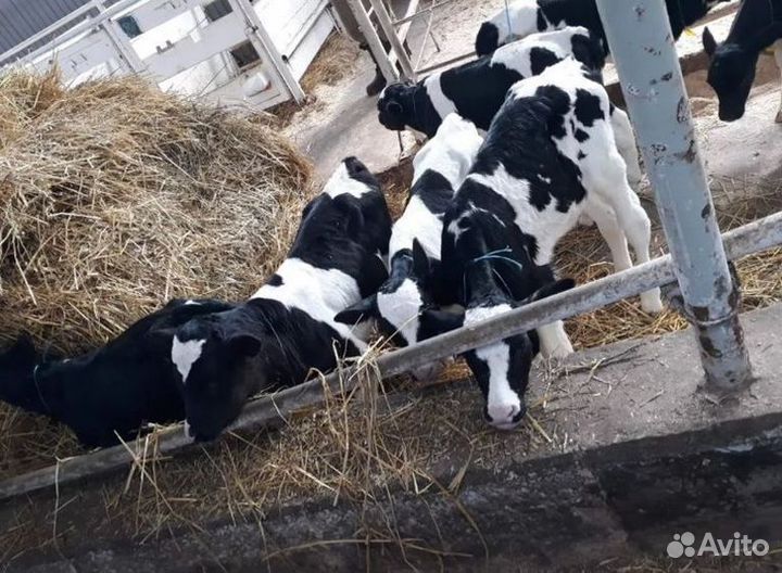 Бычки и быки