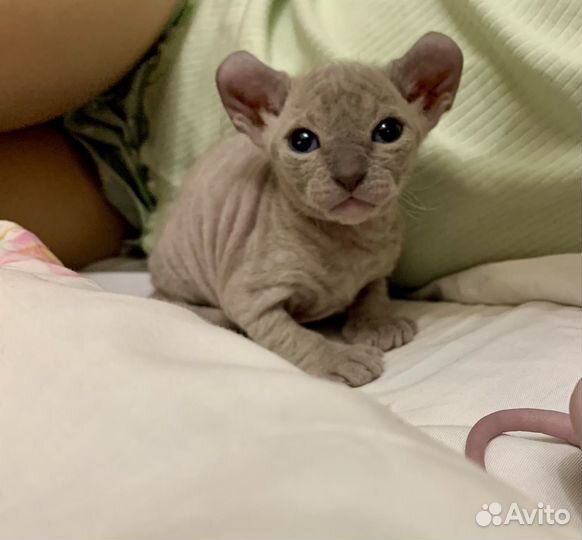 Канадский сфинкс