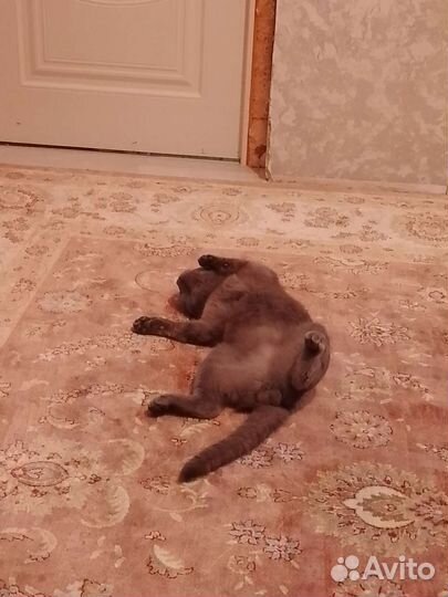 Британская кошка