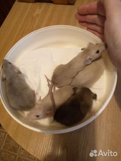 Крыса дамбо