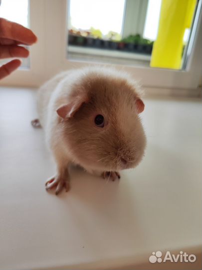 Продам морскую свинку