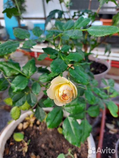 Цветы Комнатные и для сада