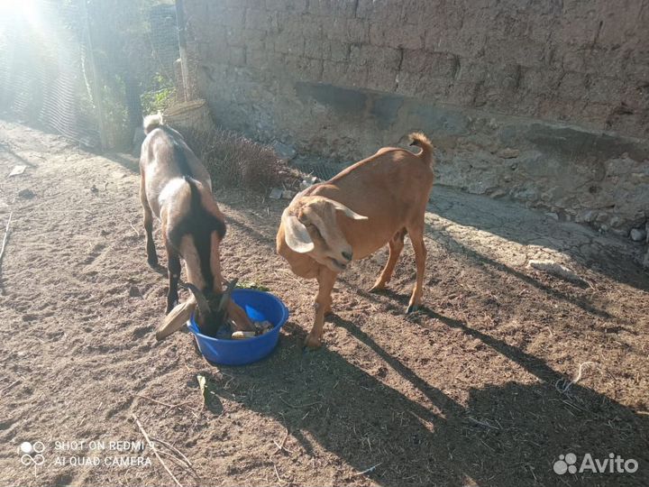 Коза нубийская