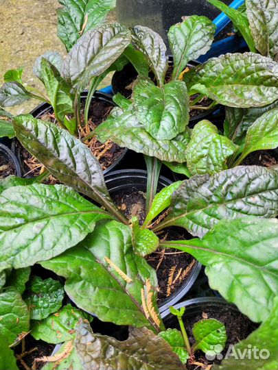 Живучка ползучая 3 сорта