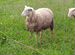 Овцы Катумские для разведения