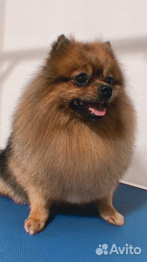 Груминг собак и кошек(экспресс линька, стрижка)