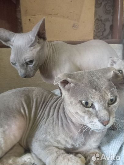 Канадский сфинкс