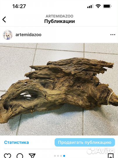 Корень мангрового дерева