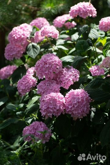 Гортензия черешковая, крупнолистная, Невеста