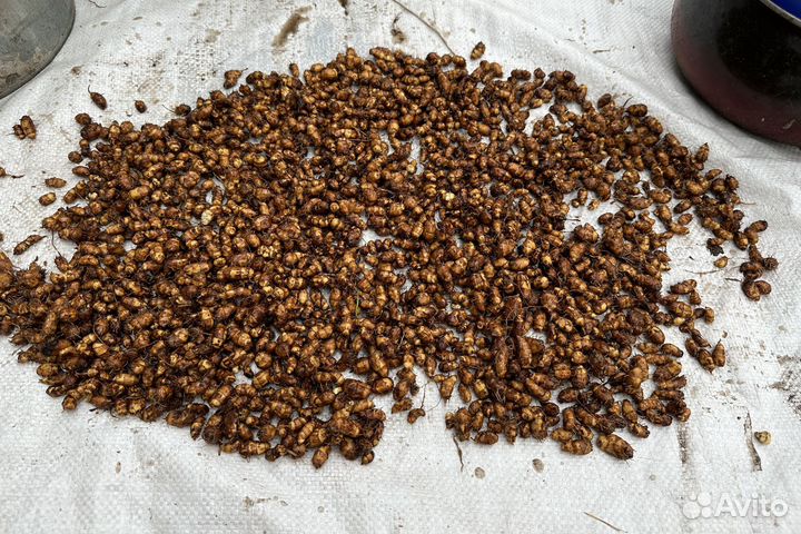 Тигровый орех (чуфа)