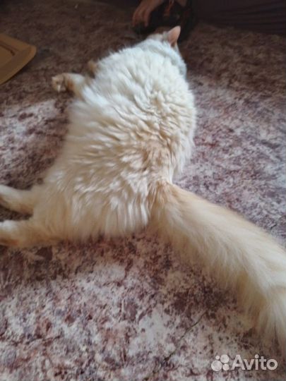 Котик в добрые руки