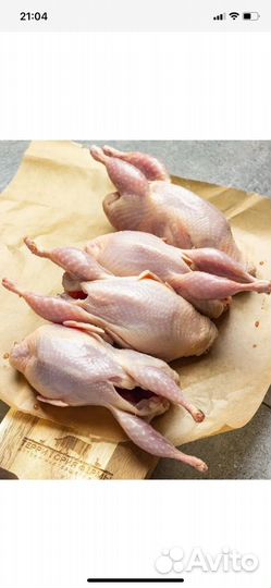 Перепела продажа