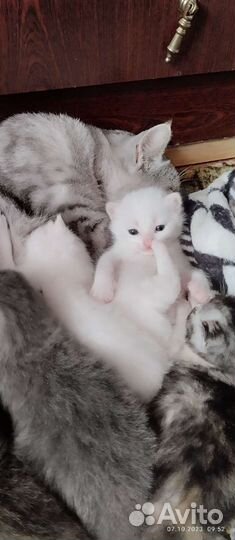 Кошка в дар бесплатно