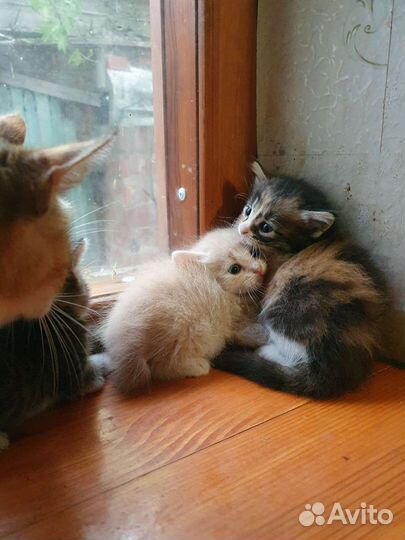 Котята в добрые руки