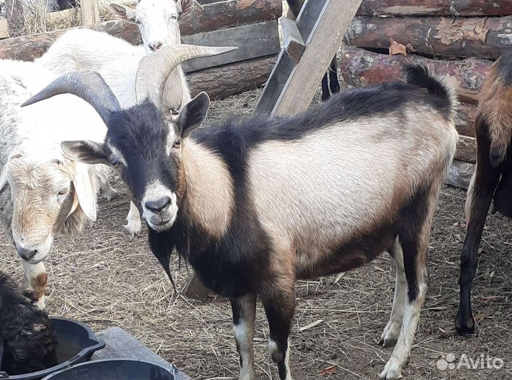 Козел альпийский