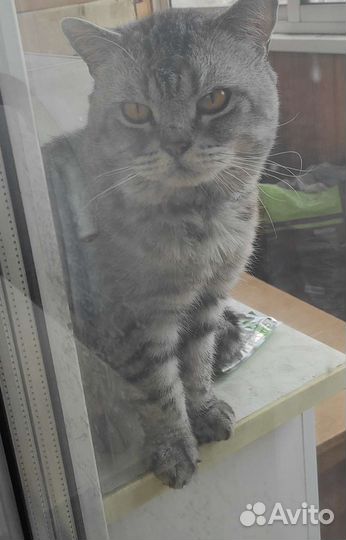 Шотландская