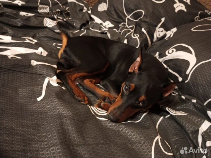 Вязка цвергпинчер