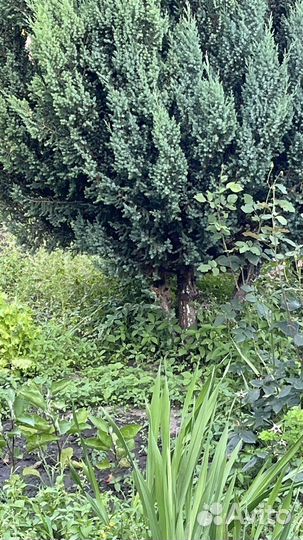 Можевельник