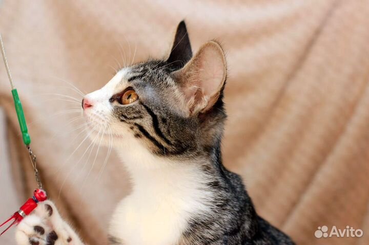 Котёнок Белль в добрые руки