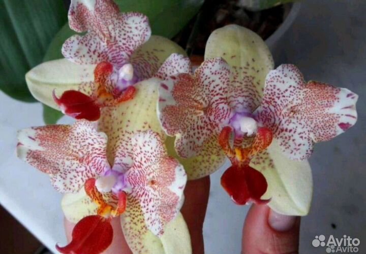 Орхидея Майя бабочка