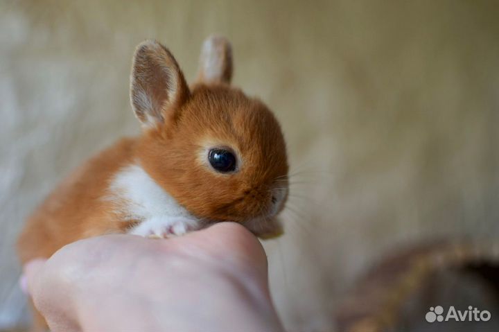 Питомник декоративных карликовых кроликов