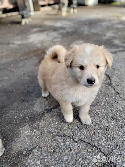 Собаки бесплатно в добрые руки щенки