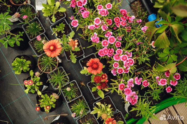 Многолетняя рассада из питомника