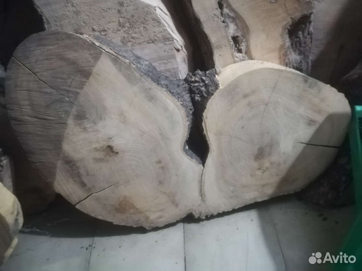 Торцевые Спилы Айланта сухие. калибровка спилов