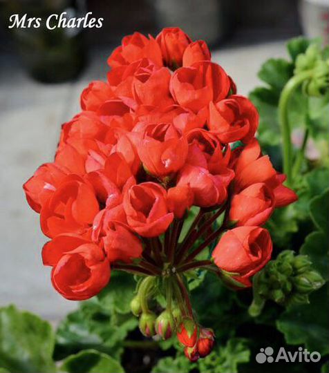 Пеларгония (герань) тюльпановидная