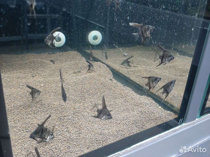 Скалярии 10 видов