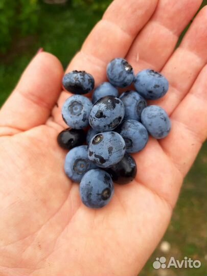 Плодоносящие кустарники