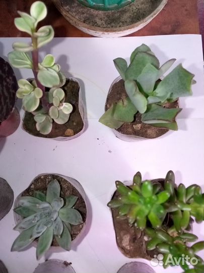 Суккуленты