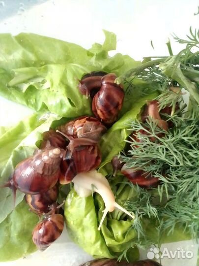 Улитки ахатины