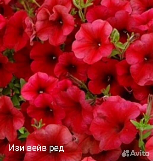 Семена петуний