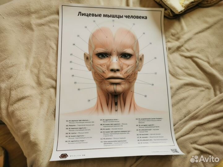 Плакат Лицевые мышцы размер А1