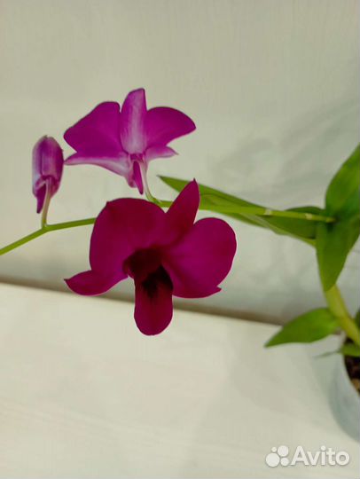 Дендробиум фаленопсис