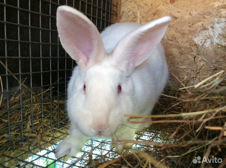 Самец мясной породы белый паннон