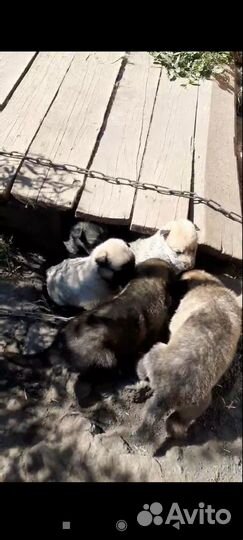 Отдам в добрые руки щенят помесь овчарки