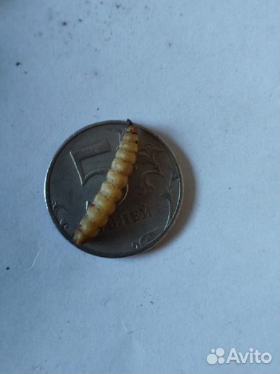 Лакомство для грызунов Черная Львинка сушеная