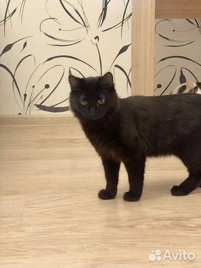Котенок 6 месяцев