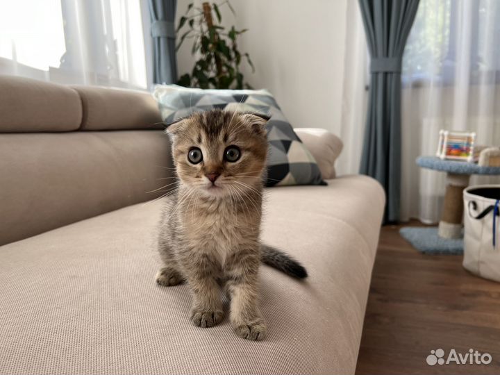 Котята шотландской вислоухой кошки