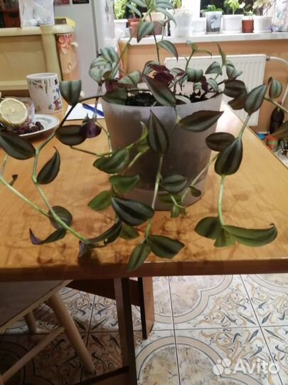 Комнатные растения